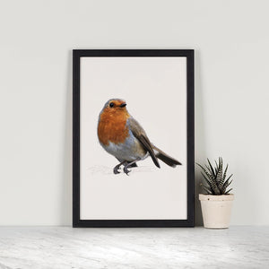 Robin A4 Print