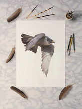 Peregrine Falcon A4 Print