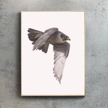 Peregrine Falcon A4 Print