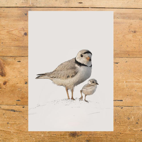 Piping Plovers A4 Print