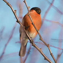 Bullfinch Hand Painted Brooch