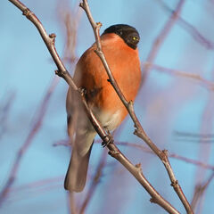 Bullfinch Hand Painted Brooch
