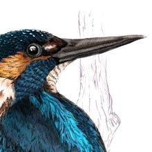 Kingfisher A4 Print