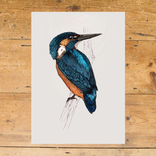 Kingfisher A4 Print