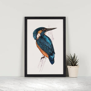 Kingfisher A4 Print