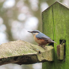 Nuthatch Hand Painted Brooch