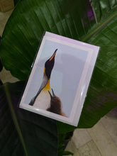 King Penguins Greeting Card
