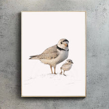 Piping Plovers A4 Print