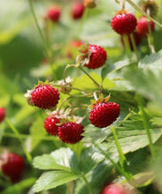 Alexandria Strawberry Seeds