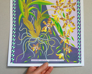 Leopard Orchid A3 Print